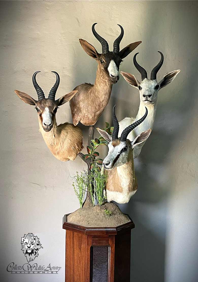 Springbok Combination Pedestal