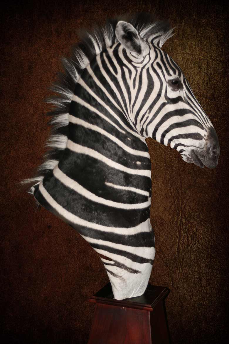 Zebra Chest Knight