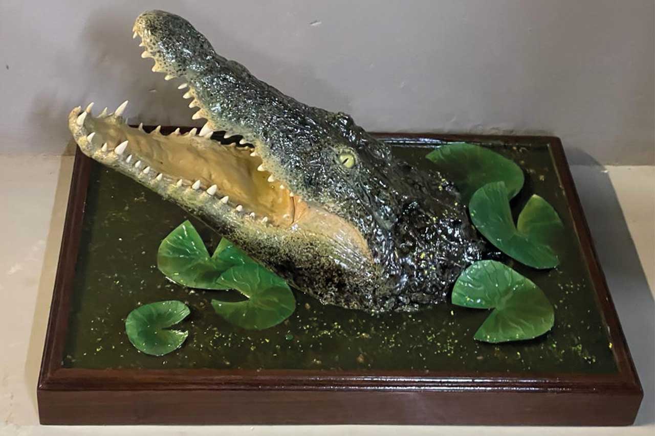 Croc Head Out of Water