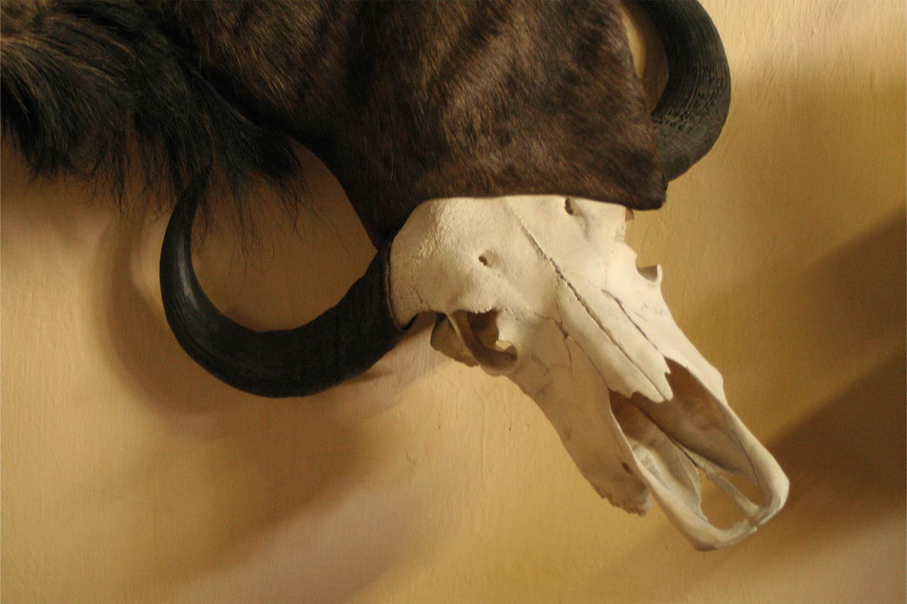 Wildebeest Wall Pedestal with Buffalo Skull